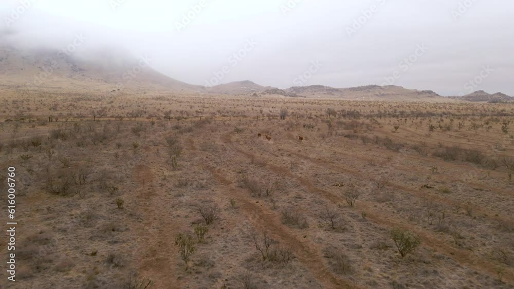 Cattle and bulls run through dry desert ranch in chihuahua desert of texas Cattle and bulls run through dry desert ranch in chihuahua desert of texas