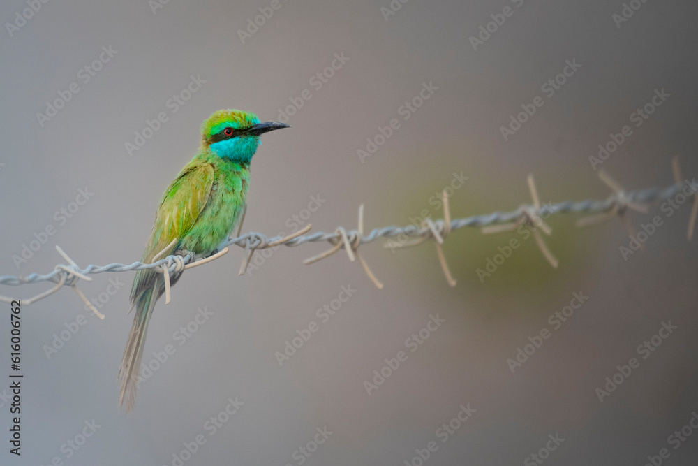 Obraz premium lilac roller