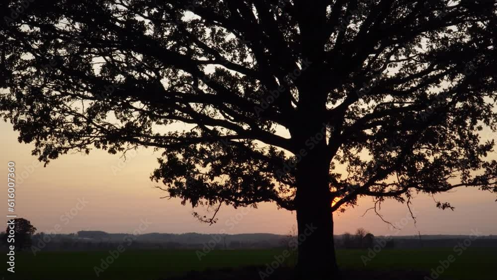 The large foliage of the big oak tree obscures the sunrise. The old tree's dark foliage silhouette is in front and sunlight behind. This beautiful landscape is in the early morning hour. The large foliage of the big oak tree obscures the sunrise. The old tree's dark foliage silhouette is in front and sunlight behind. This beautiful landscape is in the early morning hour.
