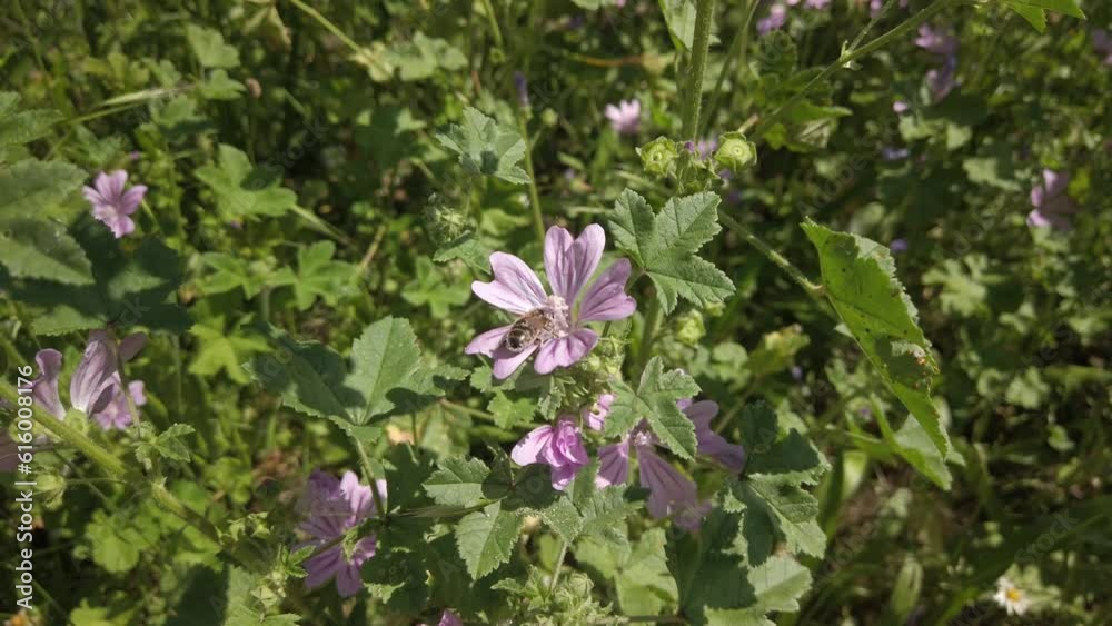 A Honey Bee lands on purple Malva Sylvestris flowers to pollinate them A Honey Bee lands on purple Malva Sylvestris flowers to pollinate them