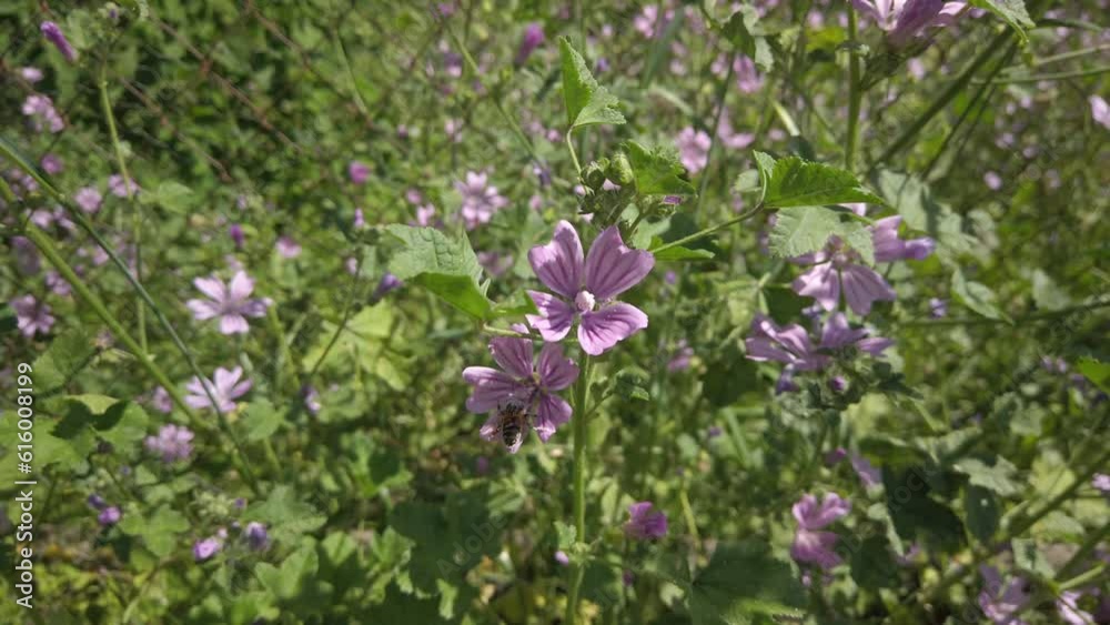 A Honey Bee pollinating bright mauve-purple Malva Silvestris flowers A Honey Bee pollinating bright mauve-purple Malva Silvestris flowers