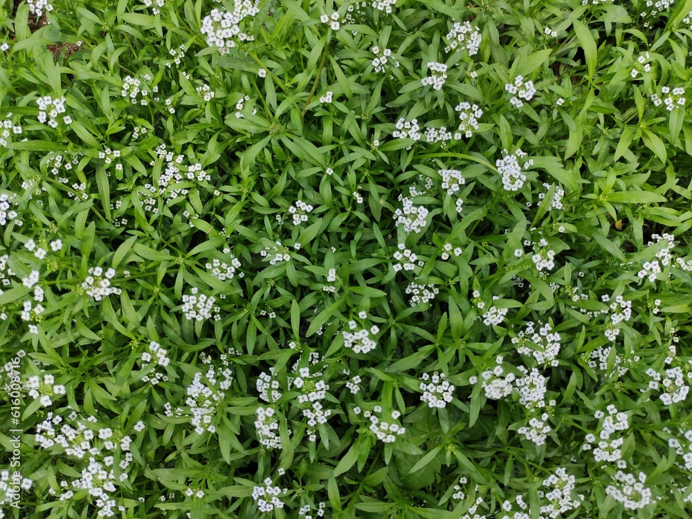 green grass background with flowers green grass background with flowers