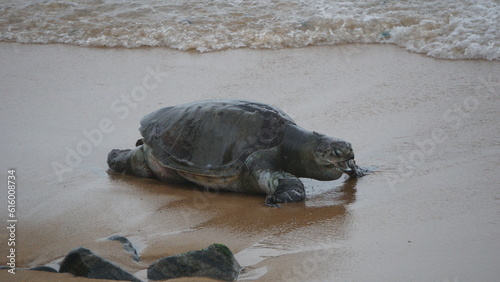 turtle in the Beach