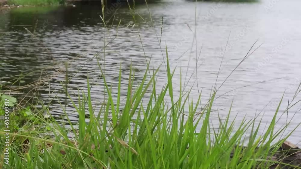 Close up of green leaves in the gentle breeze, HD Video. artificial lake. Close up of green leaves in the gentle breeze, HD Video. artificial lake.