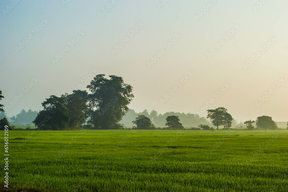 Beautiful Nature in the rural village Sri Lanka early morning