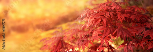 closeup on beautiful leaf of a japanese maple tree in sunny light - autumnal ...