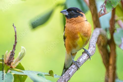 black-headed grosbeak (Pheucticus melanocephalus)