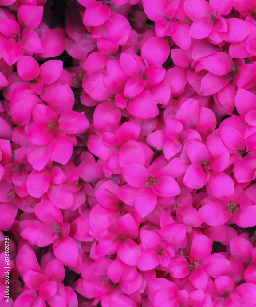 pastel background with rose flower petals