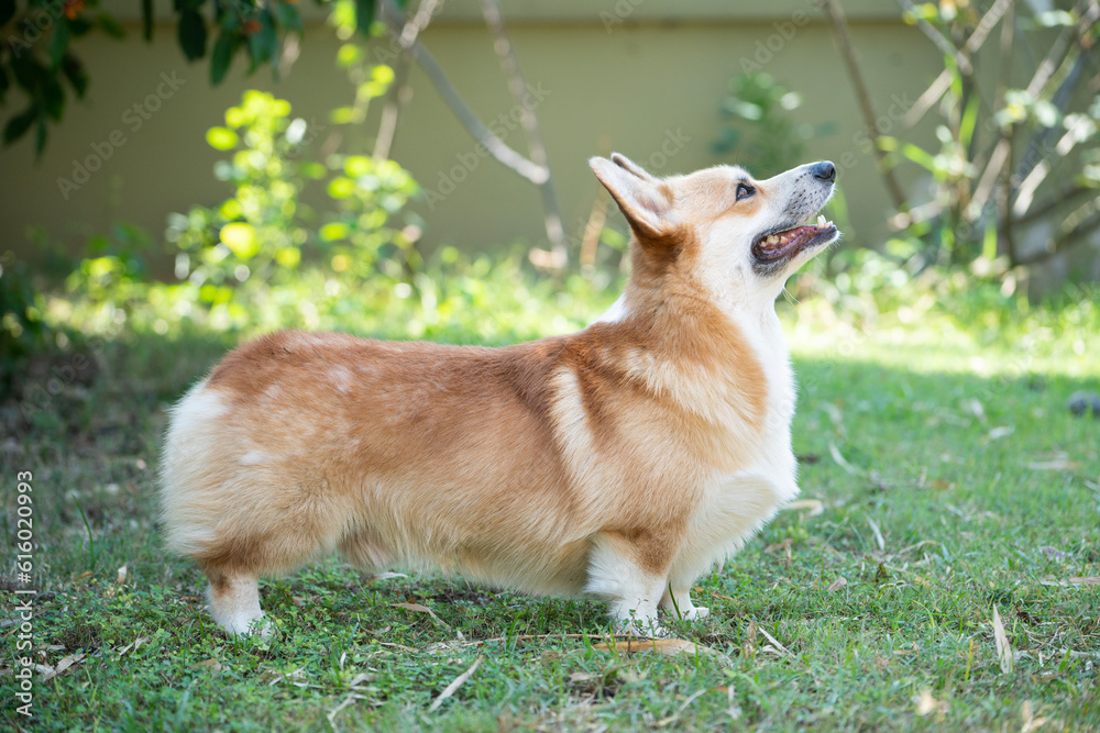 Corgi dog on the grass in summer sunny day Corgi dog on the grass in summer sunny day
