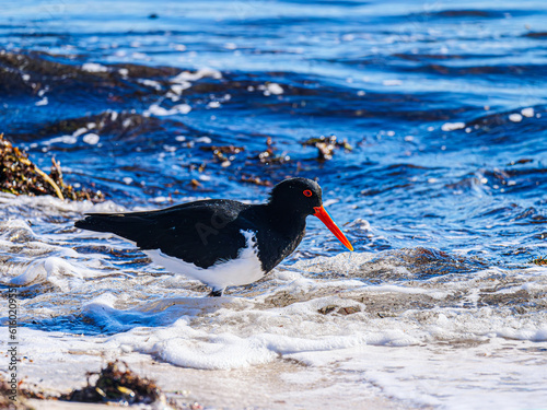  Oyster Catcher In Surf © david hutchinson