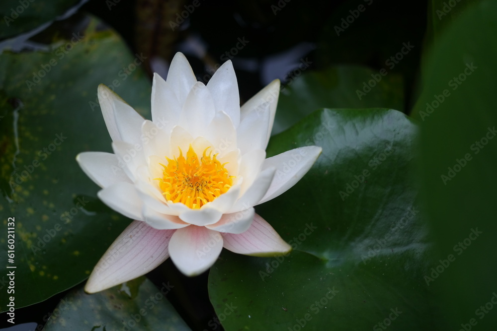 A white and pure lotus flower bloomed A white and pure lotus flower bloomed