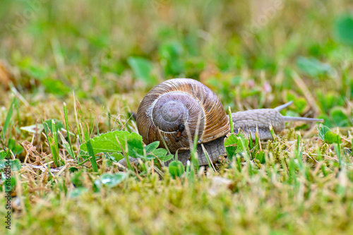 Closeup of roman snail escargot on lawn