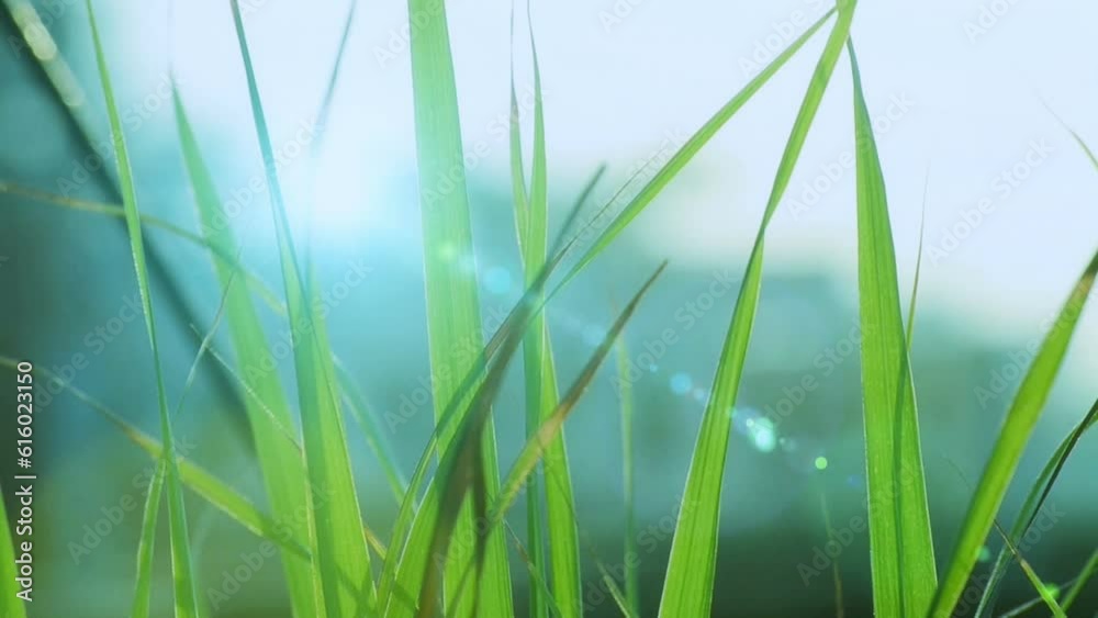 Growing green grass plant time lapse isolated Growing green grass plant time lapse isolated