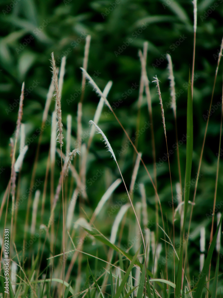 Obraz premium Cogon rhizomatous grass, Imperata cylindrica, in the wind