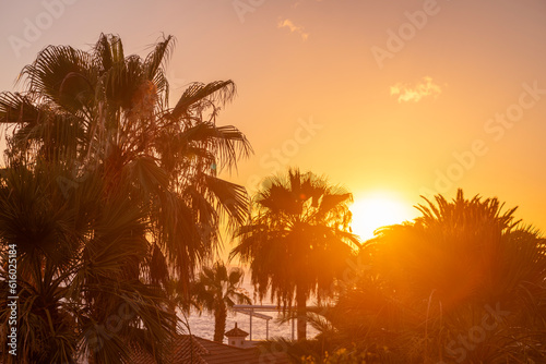 a paradise on earth palm trees beach ocean breeze