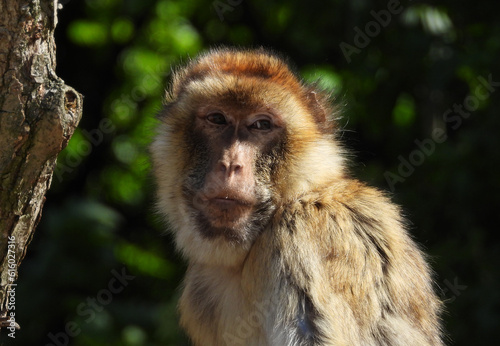 portrait of barbary macaque monkey photo