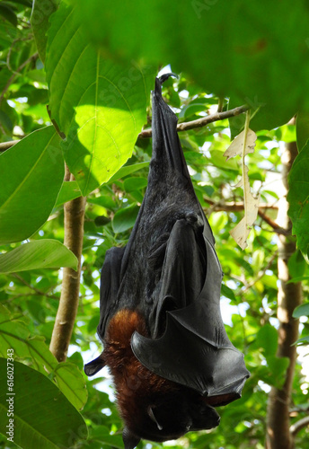 portrait of bat hanging upside down from the plant branch