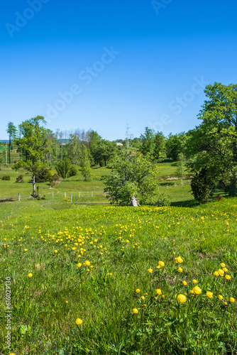 Sunny meadow landscape with blooming Globeflower