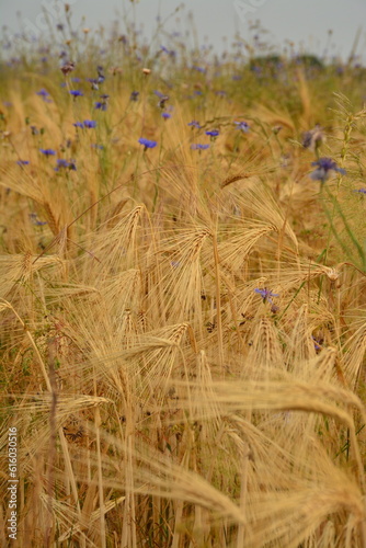Getreide - Sommertime photo