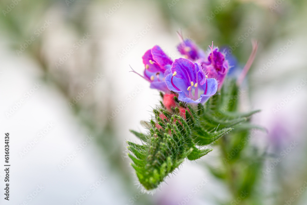 Obraz premium Echium vulgare. Viper's-bugloss, close-up of the blue-violet flowers.