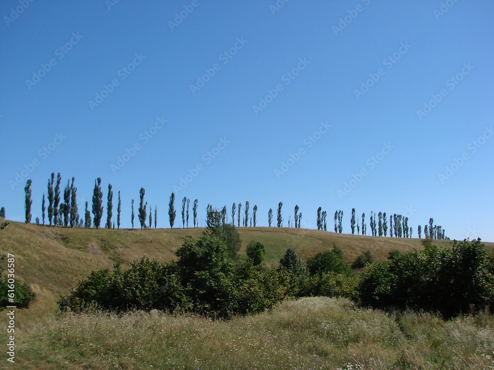 a row of trees like notes, standing on a hill