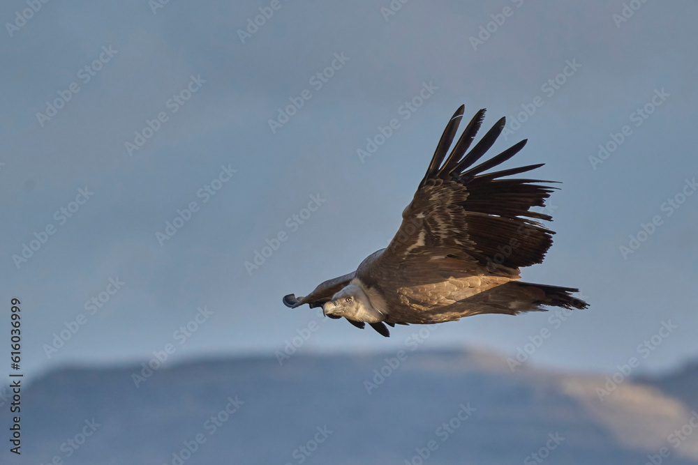 The grifon vulture flying over the gorge The grifon vulture flying over the gorge