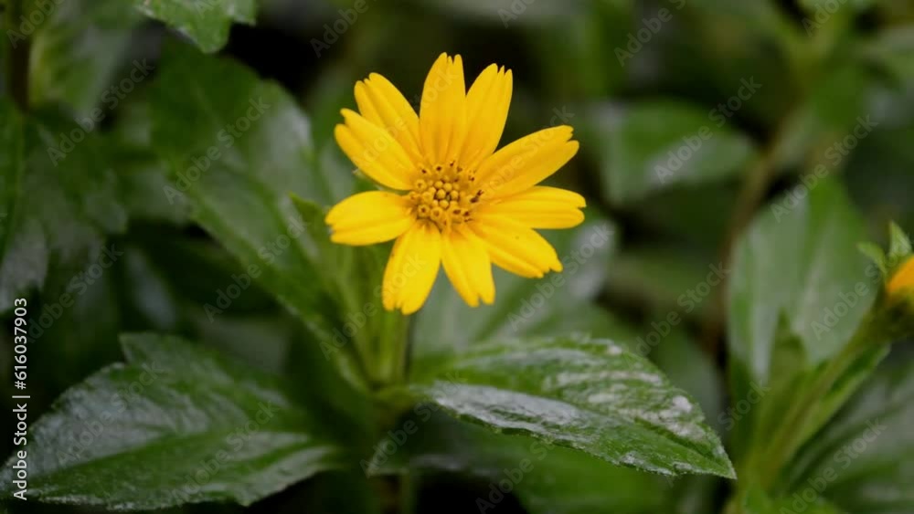 yellow flower in the garden yellow flower in the garden