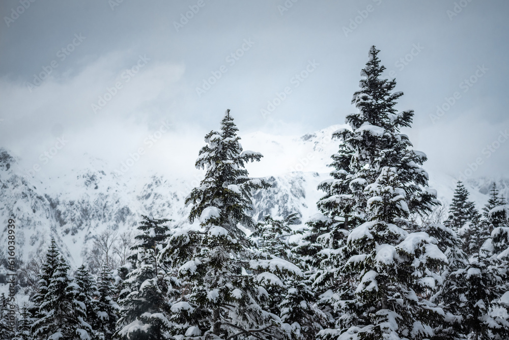 Nishihotakaguchi with snow and trees at daytime Nishihotakaguchi with snow and trees at daytime
