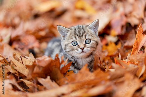 Katze, Kätzchen spiel im Herbst draußen im Garten im bunten Herbstlaub, 