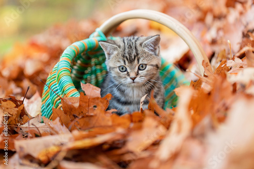 Katze, Kätzchen spiel im Herbst draußen im Garten im bunten Herbstlaub, 