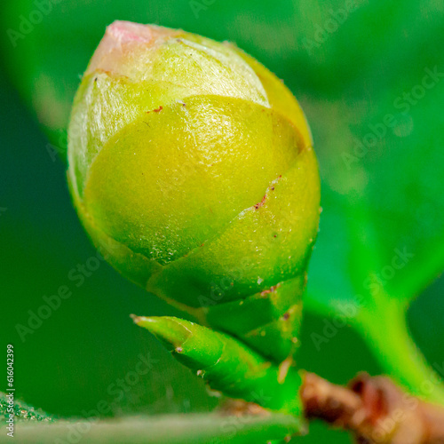 Closeup of pastel pink Camellia Japonica flowers of L.CV.Prof Filippo Parlatore Sort photo