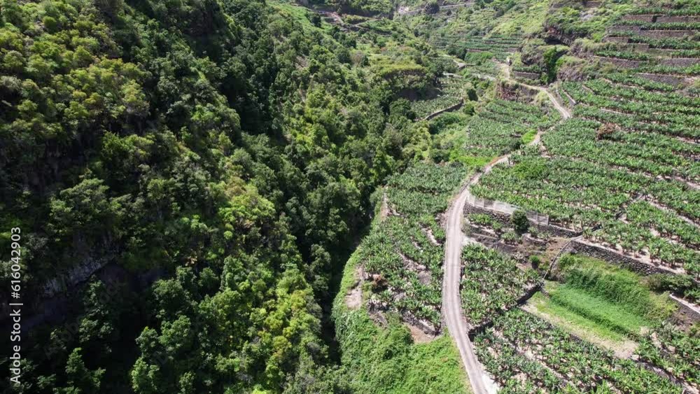 La Palma, Canary Islands - Aerial view of Banana plantations in the north of La Palma La Palma, Canary Islands - Aerial view of Banana plantations in the north of La Palma