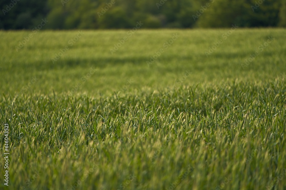 rural setting reflects the connection between nature and agriculture. green field stretches into the distance, forming the backdrop of the photo. vibrant green field in spring rural setting reflects the connection between nature and agriculture. green field stretches into the distance, forming the backdrop of the photo. vibrant green field in spring