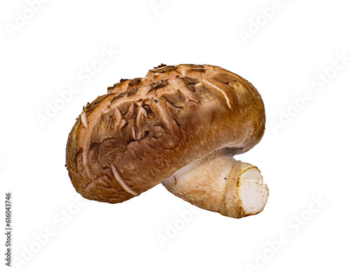 Whole Shiitake mushroom fresh tasty fragrant on png background
