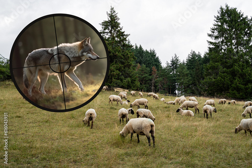 Bedrohung von Weidevieh durch Verbreitung des Wolfes, Symbolbild - Generative AI. photo