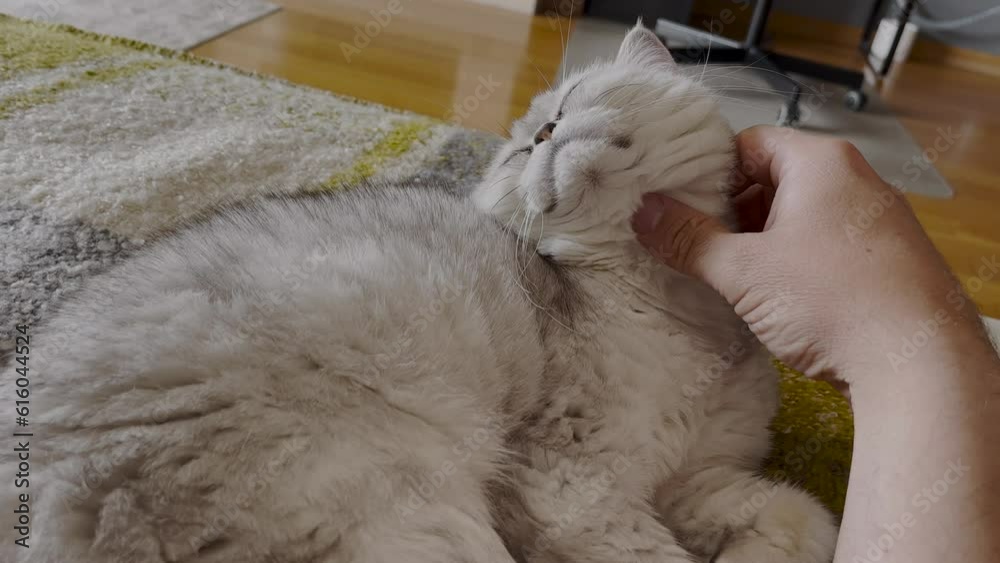 Close-up of hands stroking a white fluffy persian kitten lying on a chair Close-up of hands stroking a white fluffy persian kitten lying on a chair