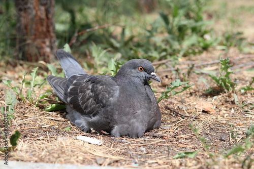 pigeon on the grass