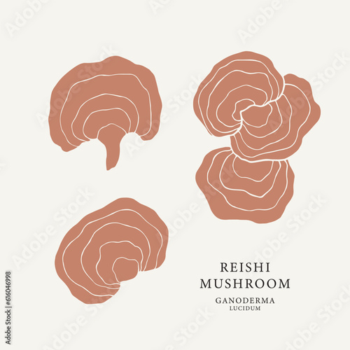 Flat vector reishi mushroom illustration