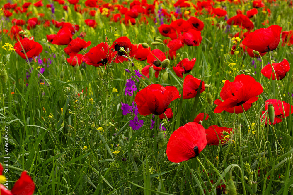 Obraz premium Field of poppy flowers, daylight and outdoor, Georgian nature