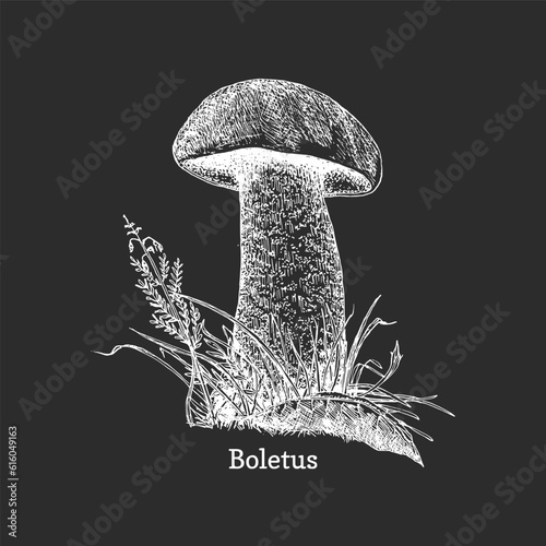 Edible mushroom Boletus, hand drawn in vector