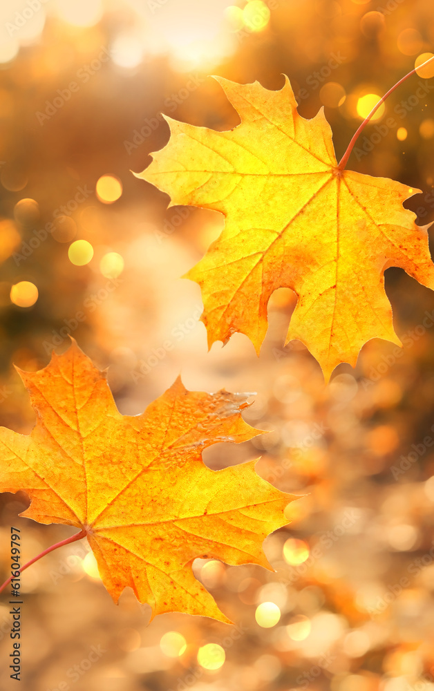 Beautiful autumn natural background. bright yellow maple leaves close up on abstract sunny backdrop. symbol of fall season. autumn forest landscape. template for design