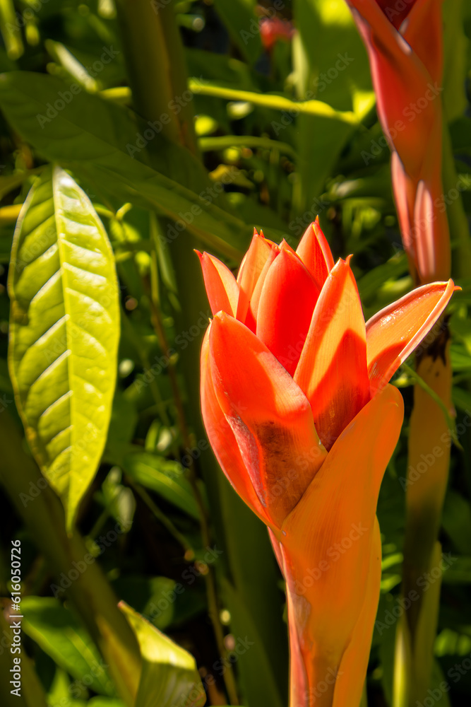 Torch ginger flower in the Philippines.