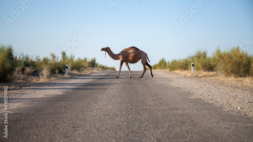 camel in the middle of road