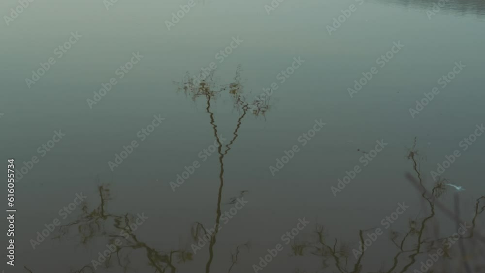 Static shot of the water reflection from Tree branches Static shot of the water reflection from Tree branches