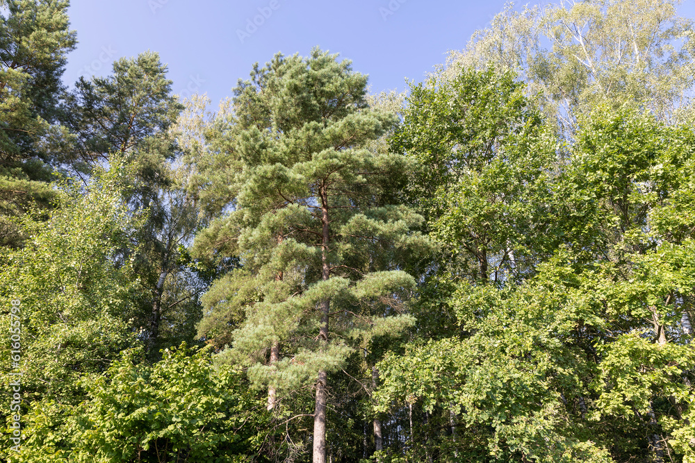 Fototapeta premium Deciduous trees with green foliage in summer