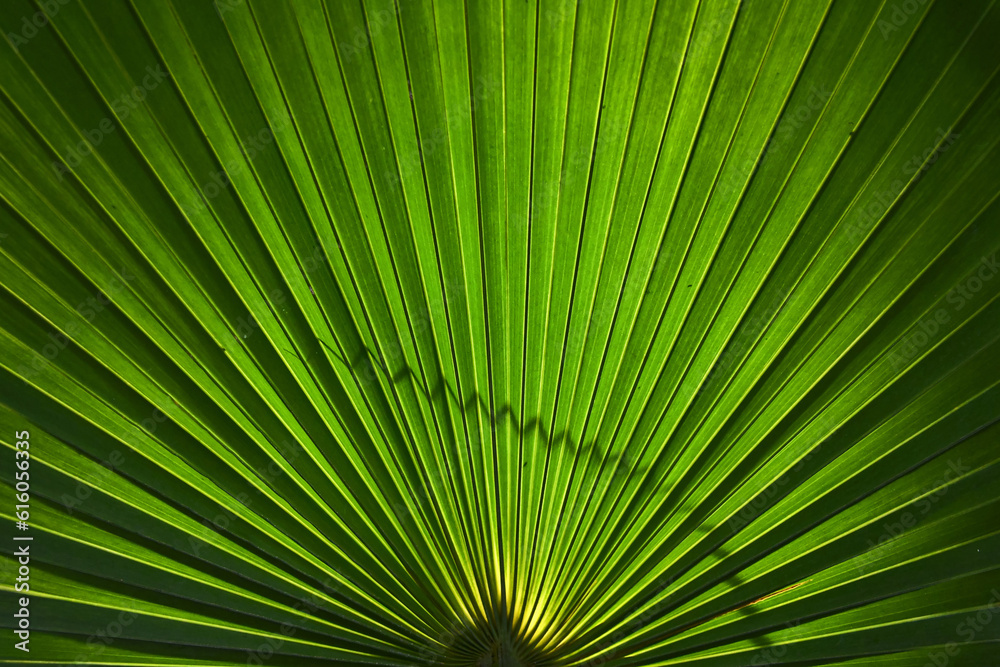 translucent green leaf veins and structure translucent green leaf veins and structure