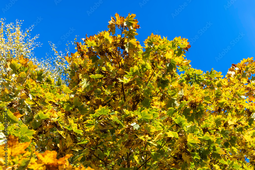 Yellowing maple foliage in the autumn season Yellowing maple foliage in the autumn season
