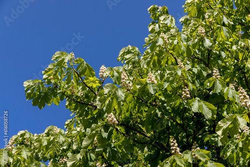 a flowering chestnut tree with green foliage in the spring season