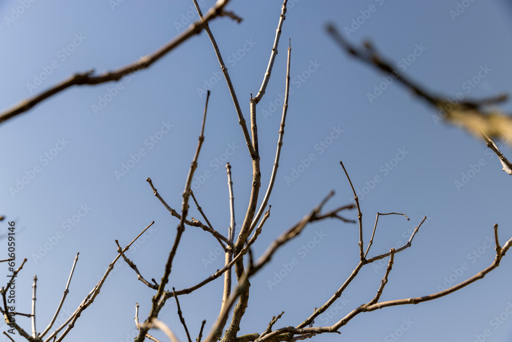 catalpa bignoniform tree in sunny weather in early spring catalpa bignoniform tree in sunny weather in early spring