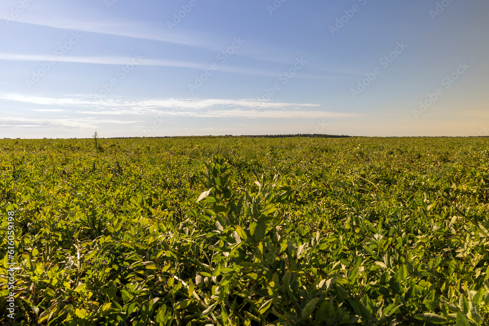 Agricultural field with green beans Agricultural field with green beans